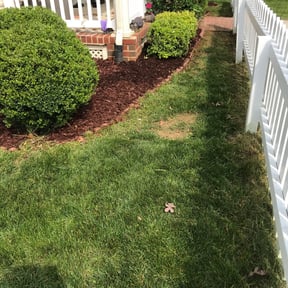 Bush Trimming by Trevor Hall reviewed on June 4, 2021