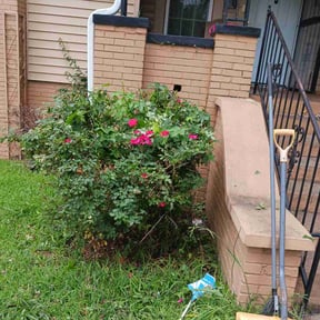 Bush Trimming by LI LawnCare reviewed on July 12, 2025