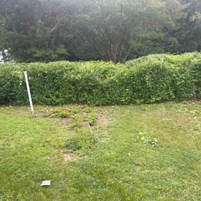 Bush Trimming by Family lawn care reviewed on July 30, 2022