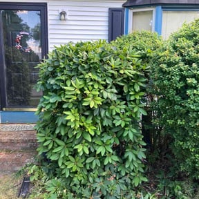 Bush Trimming by Wildflower Lawn Care Company reviewed on June 26, 2022