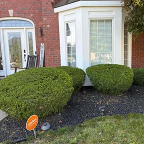 Bush Trimming by C&Z Contracting LLC reviewed on July 13, 2022