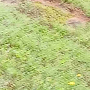Weeding by Coates Cutz Complete Lawn Care reviewed on May 5, 2022