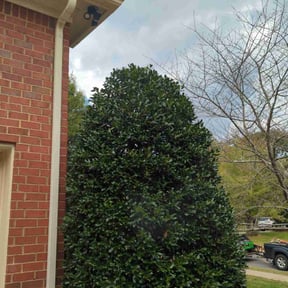 Bush Trimming by Aritalawncare reviewed on June 23, 2022