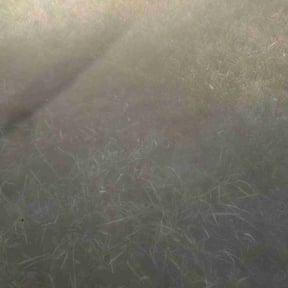 Leaf Removal by Fredrick Miller reviewed on July 9, 2022