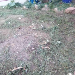 Flower Bed Weeding by Alvin Smith reviewed on July 6, 2021