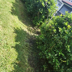 Weeding by chameleon lawn care reviewed on April 27, 2022