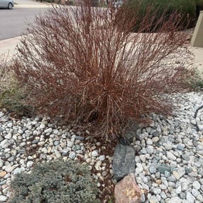 Bush Trimming by David Perez reviewed on May 1, 2022