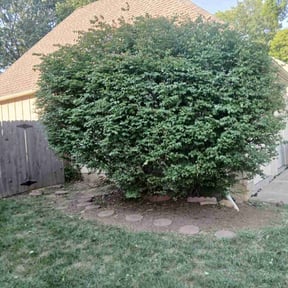 Bush Trimming by Bro J&#039;s LawnCare &amp; Landscaping reviewed on November 1, 2024