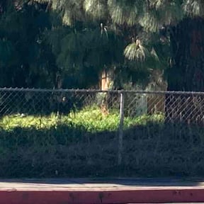 Leaf Removal by DC Lawn Care reviewed on October 1, 2020