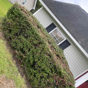 Bush Trimming by Neighborhood Maintenance Services reviewed on March 5, 2025