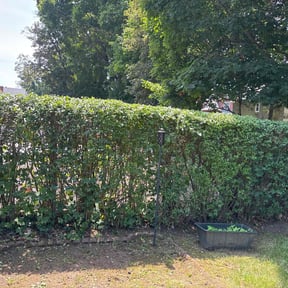 Bush Trimming by Champi lawn care reviewed on June 16, 2020