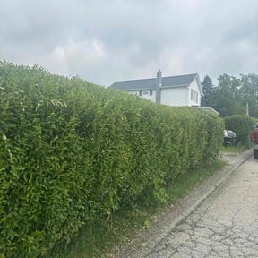 Bush Trimming by Gr8 Vyne Mowing & Lawn Care Co. reviewed on June 27, 2025