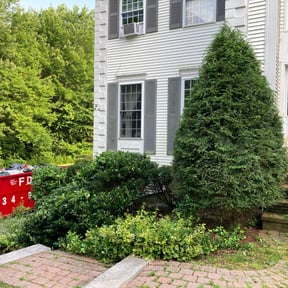 Bush Trimming by Caver Lawn Care reviewed on July 21, 2021