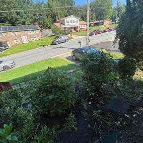 Bush Trimming by Bubbas yard care reviewed on June 16, 2022
