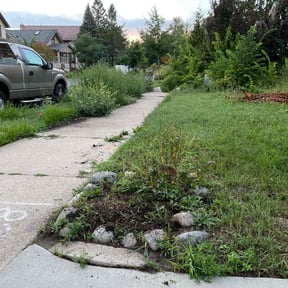 Cleanups by Sandrez lawn care service reviewed on March 10, 2025