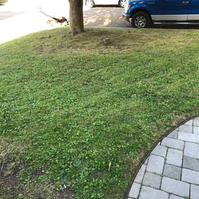 Leaf Removal by Saul's Landscaping reviewed on April 15, 2022
