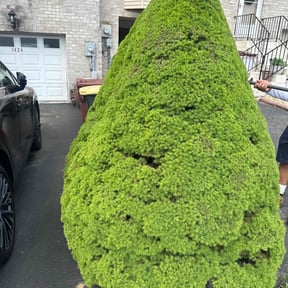 Bush Trimming by Allentown lawn & landscape reviewed on July 29, 2025