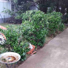 Bush Trimming by A Cut Above reviewed on August 15, 2024