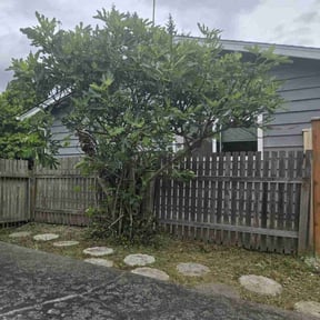 Cleanups by Big Boy Landscaping reviewed on July 20, 2025