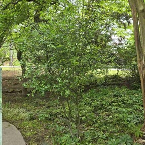 Bush Trimming by Ryan's Mowing LLC reviewed on July 19, 2022