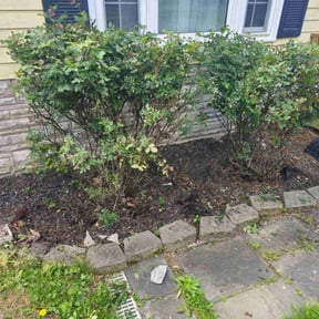 Bush Trimming by D.P.S (Dave Property Services) reviewed on December 14, 2024
