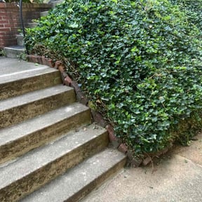Bush Trimming by Tano's Landscaping reviewed on May 11, 2019