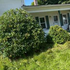 Bush Trimming by T an C landscaping reviewed on June 9, 2022