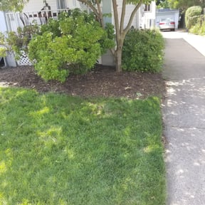 Bush Trimming by Herrera Lawn Maintenance reviewed on December 20, 2021