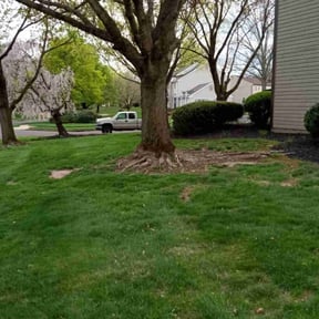 Cleanups by Schuetz Landscaping Services reviewed on November 10, 2021
