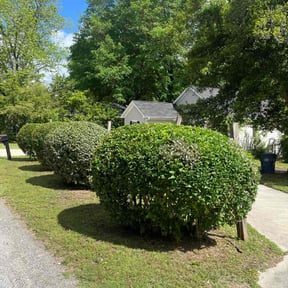 Bush Trimming by A Closer Look Residential Inspections LLC reviewed on June 2, 2022