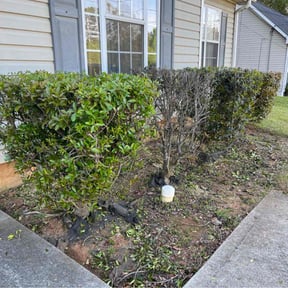 Bush Trimming by ASAIC Mowing Service LLC reviewed on April 8, 2022