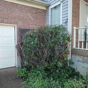 Bush Trimming by Hand Tailored Concepts reviewed on June 28, 2019