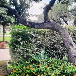 Bush Trimming by Ausmus Gardencare reviewed on September 22, 2021