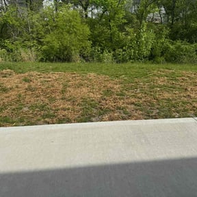 Lawn Seeding by Reel Mowers reviewed on July 30, 2022