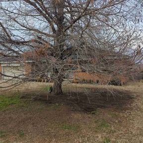 Leaf Removal by Capital Mowing reviewed on June 4, 2025
