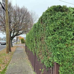 Bush Trimming by THE PACIFIC NORTHWEST. HANDYMAN reviewed on July 20, 2022