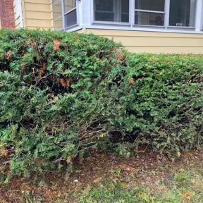 Bush Trimming by Gio Landscaping reviewed on June 29, 2020