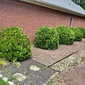 Bush Trimming by Above10lawncare reviewed on July 26, 2025