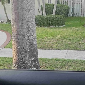 Bush Trimming by Rosas landscaping & lawn care reviewed on April 11, 2023