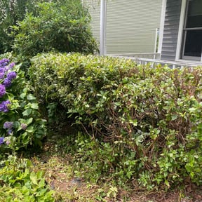 Bush Trimming by A Cut Above Lawn & Landscaping reviewed on July 7, 2022