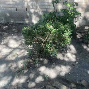 Bush Trimming by New Heights LawnCare reviewed on September 22, 2024