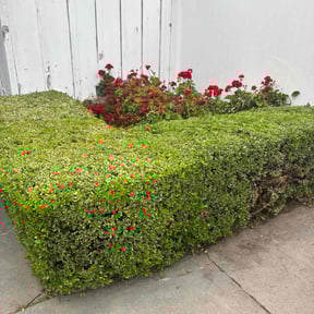 Bush Trimming by Scotton landscaping reviewed on July 22, 2022