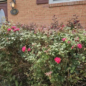 Bush Trimming by Lawn Care Pro Plus reviewed on May 29, 2022