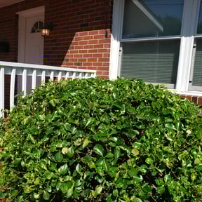 Bush Trimming by C & D Lawn Care reviewed on August 5, 2025