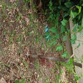 Flower Bed Weeding by Black horse reviewed on October 11, 2022