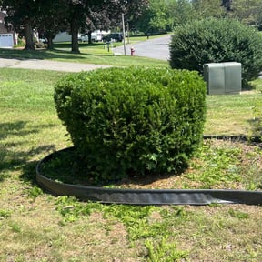 Bush Trimming by The Lawn Cypress reviewed on June 7, 2022