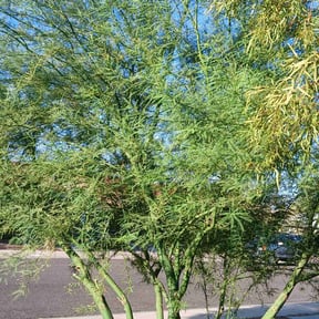 Bush Trimming by Circle G Pros reviewed on March 30, 2023