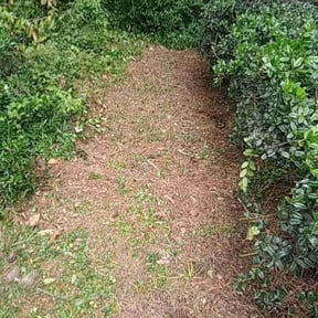 Bush Trimming by Landscape Service reviewed on April 26, 2022