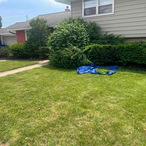 Bush Trimming by MZ Property Services LLC reviewed on May 16, 2025