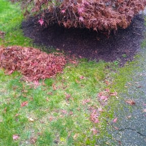 Leaf Removal by Mca mowing and lawn maintenance LLC reviewed on June 9, 2022